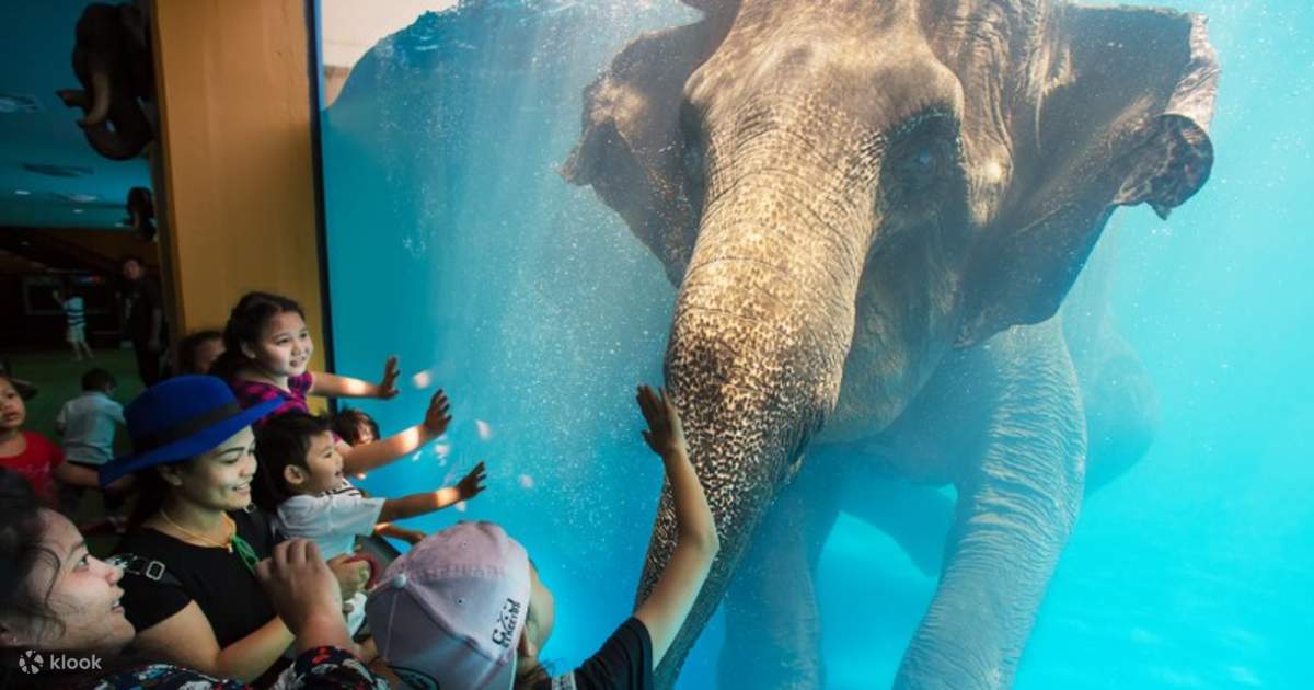 Khao Kheow Open Zoo Klook Philippines